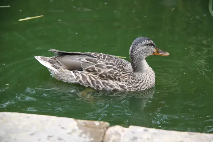 A duck on the farm pond.