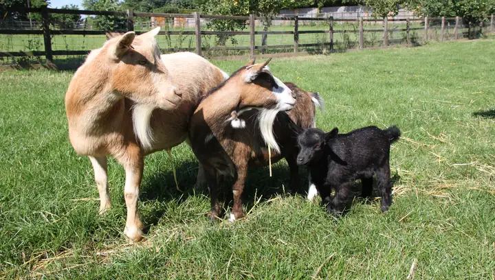 A family of goats grazing in a paddock.