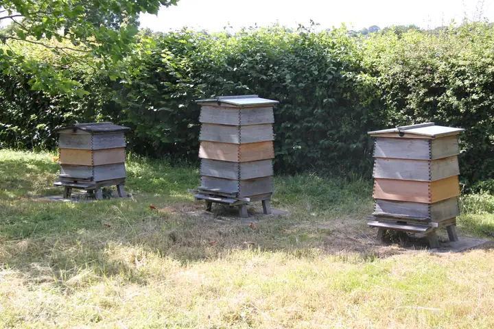 Three wooden beehives on the grass in front of a hedge.