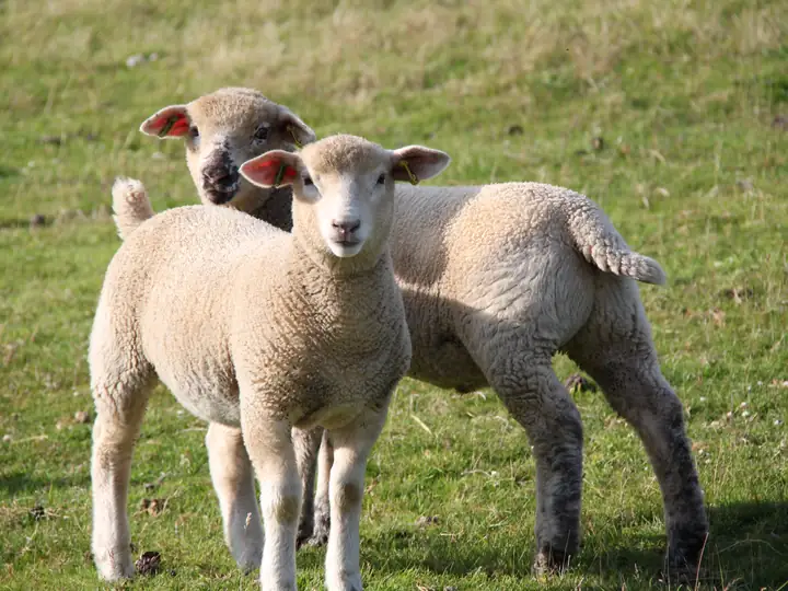 Two lambs standing together in the grass.